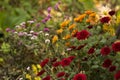 Blooming beautiful red, pink and orange chrysanthemums in the garden, autumn flowers, background. A lot of chrysanthemum flowers Royalty Free Stock Photo