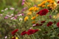 Blooming beautiful red, pink and orange chrysanthemums in the garden, autumn flowers, background. A lot of chrysanthemum flowers Royalty Free Stock Photo