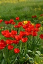 Blooming beautiful red tulips on a background of green grass and small yellow flowers. Tulips in the spring garden.