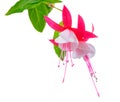 Blooming beautiful red and white fuchsia flower is isolated on w