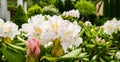 Blooming beautiful Rhododendron flower White Cunningham in the spring garden Royalty Free Stock Photo