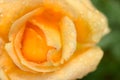 Blooming beautiful rose `Louis de Funes` Royalty Free Stock Photo