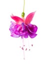 Blooming beautiful single flower of lilac and pink fuchsia is is Royalty Free Stock Photo