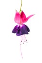 Blooming beautiful single flower of violet and red fuchsia is is Royalty Free Stock Photo