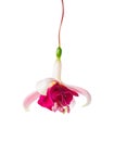 Blooming beautiful single flower of white and red fuchsia is iso Royalty Free Stock Photo