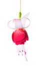 Blooming beautiful single flower of white and red fuchsia is iso Royalty Free Stock Photo