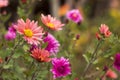 Blooming beautiful soft pink chrysanthemums in the garden, autumn flowers, background Royalty Free Stock Photo