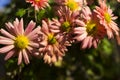 Blooming beautiful soft pink chrysanthemums in the garden, autumn flowers, background Royalty Free Stock Photo