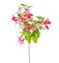 Blooming beautiful stam tree of red and white fuchsia flower is Royalty Free Stock Photo