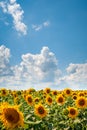 Blooming beautiful sunflower field. Sunflowers field and blue sky with large white and gray clouds background Royalty Free Stock Photo