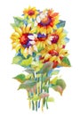 Blooming beautiful sunflowers watercolor illustration.