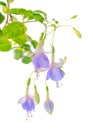 Blooming beautiful twig hanging fuchsia flowers in shades of blu