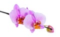 Blooming beautiful twig of lilac spotted orchid, phalaenopsis is Royalty Free Stock Photo