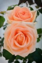 Blooming beautiful twin orange roses in the garden