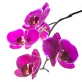 Blooming beautiful violet orchid with bandlet, phalaenopsis Royalty Free Stock Photo