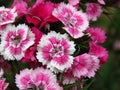 Blooming beautiful violet Pinks and White Frosty Fire Dianthus on dark green blurred background.