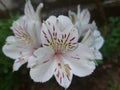 White Alstroemeria flower in Nuwaraeliya, Sri Lanka Royalty Free Stock Photo