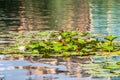 Blooming beautiful white water lilies in the water of the old pond Royalty Free Stock Photo