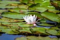 Blooming beautiful white water lilies in the water of the old pond Royalty Free Stock Photo