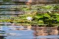 Blooming beautiful white water lilies in the water of the old pond Royalty Free Stock Photo