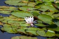 Blooming beautiful white water lilies in the water of the old pond Royalty Free Stock Photo