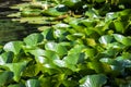 Blooming beautiful white water lilies in the water of the old pond Royalty Free Stock Photo