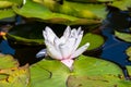 Blooming beautiful white water lilies in the water of the old pond Royalty Free Stock Photo