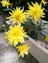 Yellow crysanthemum flowers Royalty Free Stock Photo