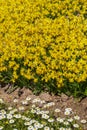 Blooming beautiful yellow Daffodil flowers in view