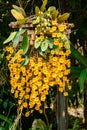 Blooming beautiful Yellow orchid flowers Royalty Free Stock Photo
