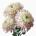 Blooming Beauty: Captivating Chrysanthemums in Full Bloom