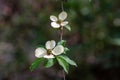 Blooming Beauty: A Close-Up of a Dogwood Flower in Full Blossom Royalty Free Stock Photo