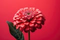 Blooming beauty closeup plant floral red dahlia flora nature garden blossom flower