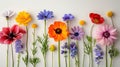 Blooming Beauty: A Collection of Colorful Spring Flowers Royalty Free Stock Photo