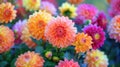 Blooming Beauty: Colorful Flowers in Full Bloom