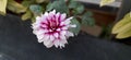 Blooming beauty of dahlia flower in garden and outdoor.