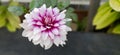 Blooming beauty of Dahlia flower in garden and outdoor