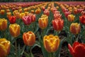 a field of tulips with the words tulips on them Blooming Beauty Exploring the Enchanting Tulip Gard