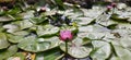 Blooming beauty of lotus flower in lotus pond. Royalty Free Stock Photo