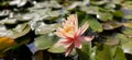 Blooming beauty of lotus flower in lotus pond lotus pond. Royalty Free Stock Photo