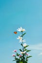 Blooming Beauty Most Sought-after Flowers with a Gorgeous Sky Backdrop