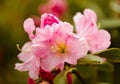 Blooming Beauty: Pink Azalea Flowers Blossom in the Backyard