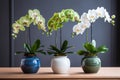 Blooming Beauty: Three Potted Orchids Add Elegance to Any Table Royalty Free Stock Photo