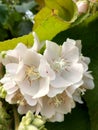 Blooming beauty- white flowers on tree in macro