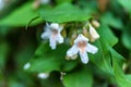 Blooming beautybush or Kolkwitzia amabilis