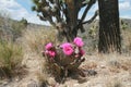 Blooming beaver tail cactus