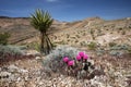 Blooming Beavertail Cactus, Nevada