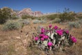 Blooming Beavertail Cactus, Nevada Royalty Free Stock Photo