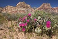 Blooming Beavertail Cactus in Red Rock Canyon, Nevada Royalty Free Stock Photo
