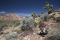 Blooming Beavertail Cactus in Red Rock Canyon, Nevada Royalty Free Stock Photo